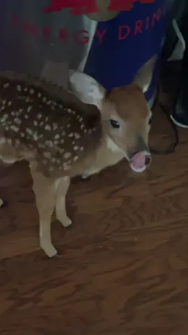 fawn FAXXXXX #bodhi4prez #deer #fawn #pet #facts 