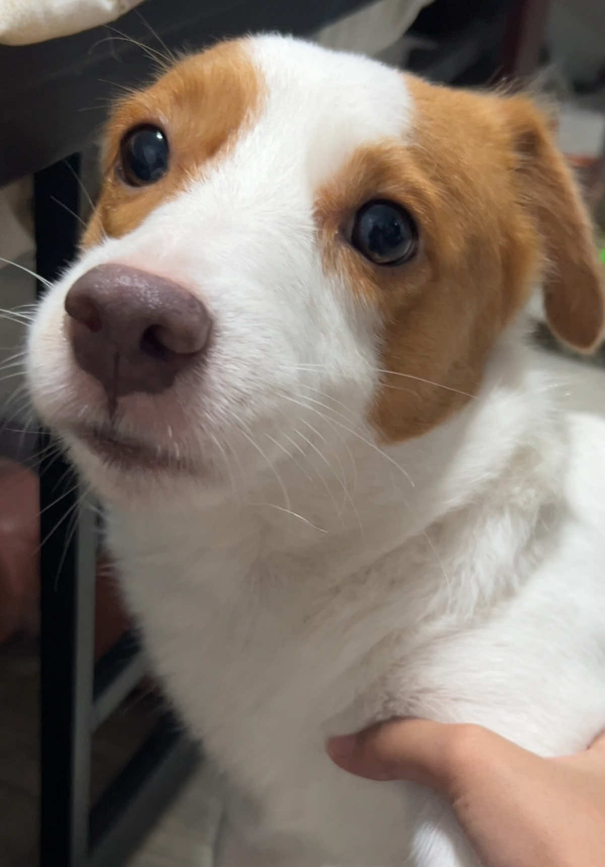 AKTING AKTINGAN WITH OLAPERS #jackrussellterrier #jackrussellsoftiktok #dogsoftiktok #dogtok #doglover 