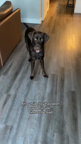 The look back to make sure I was following him… #dogsoftiktok #labradorretriever #labsoftiktok #chocolatelab #fyp 