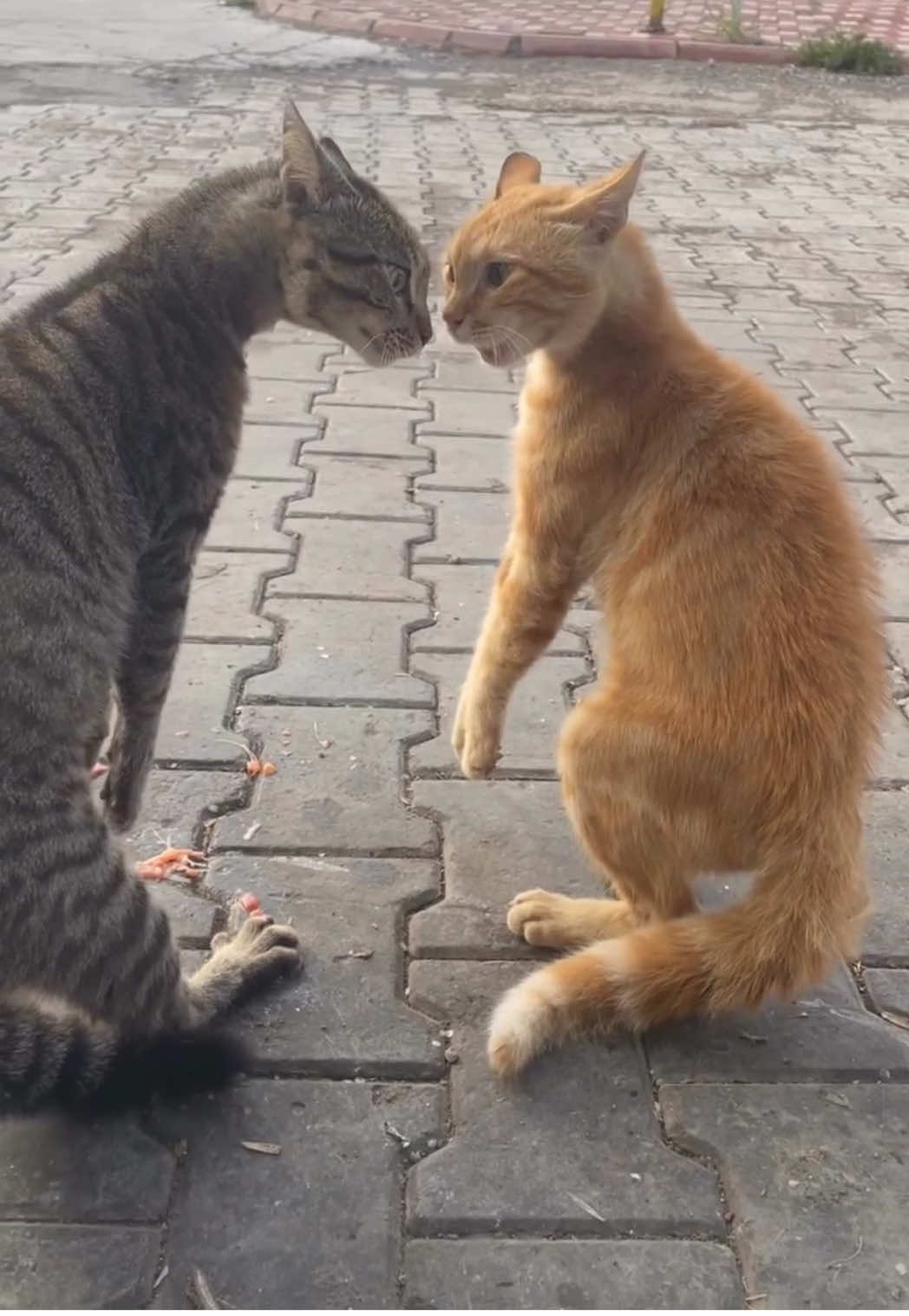 #katzenvideos #cats #catslovers 