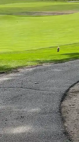#golf #fox #fuckedup 
