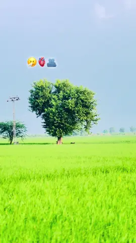 LINES🤧🫀🫂🌸❤️#fypシ #REPOST #fyp #alipurchattha #trending #fypシ 