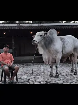 Mas Gobel setoraharjo aura. #setia #farm #sapi #mashermawansetiafarm #fyp 