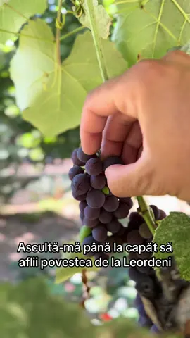 Ascultǎ-mǎ pânǎ la capǎt sǎ aflii povestea de la Leordeni 👏🏻👏🏻👏🏻👏🏻👏🏻👏🏻👏🏻👏🏻👏🏻 România,record la cereale!👏🏻🇷🇴 #cereale #romania #fyp #viral #viorelrusu_91 