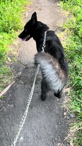 Duo bumil 🤩#pecintaanjing #belgianmalinoisoftiktok #anjingmalinois #fyp 