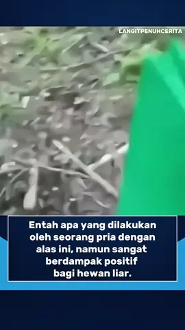 Seorang pria menempelkan alas di batang pohon, dan ternyata ide sederhana ini memberi dampak besar bagi hewan liar. Seekor beruang terlihat sangat senang menggaruk badannya di alas tersebut. Follow Akun Ini Untuk Video Menarik Lainnya. ©All Rights and Credits Reserved To The Respective Owner(s). Please Contact Us For Credit or Removal. #beruang #hewan #fyp #foryou #beruanglucu 