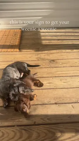 are you kidding 🥹🥹🥹 #datchshund #weenidogsoftiktok #sausagedog 