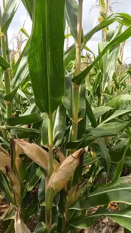 #jagungbalap🌽 #petanimilenial #petaniindonesia🇮🇩🇮🇩🇮🇩🌿🌿 #petanimuda #jagung 