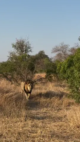 A Vuyela male marches on. Cr jasoncstreet #lionlover #saveanimals justiceforlorkulup justiceforoloisiadu justiceforolobor #followers➕ #fyp #viral 