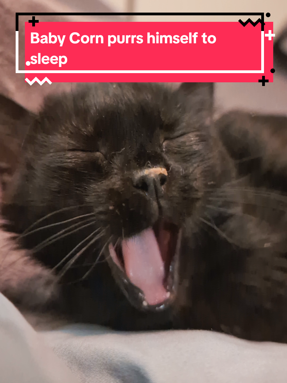 I always find it charming when animals fight sleep. So this is Baby Corn purring himself to sleep while also trying to stay awake. #babycorncat #kitten #asmr #purring 