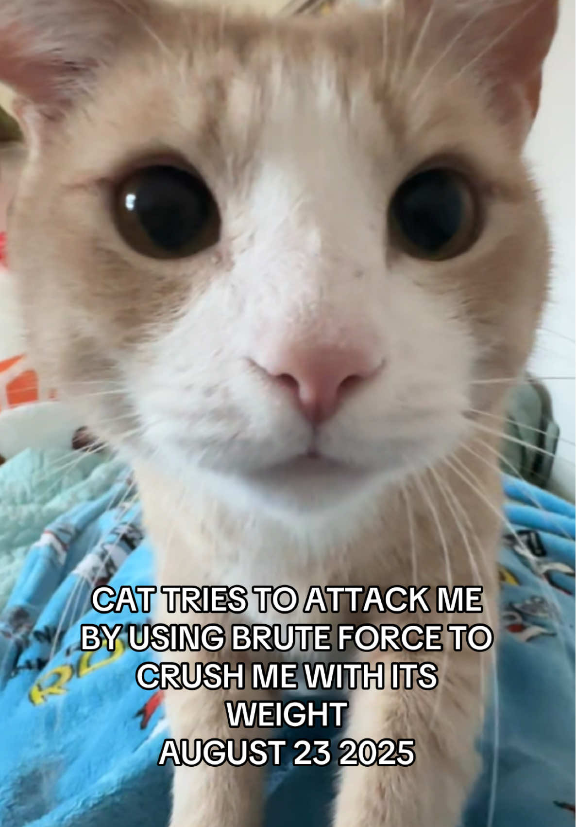 I FEEL SO ATTACKED #catsoftiktok #cattok #fyp #trend #sillycat 