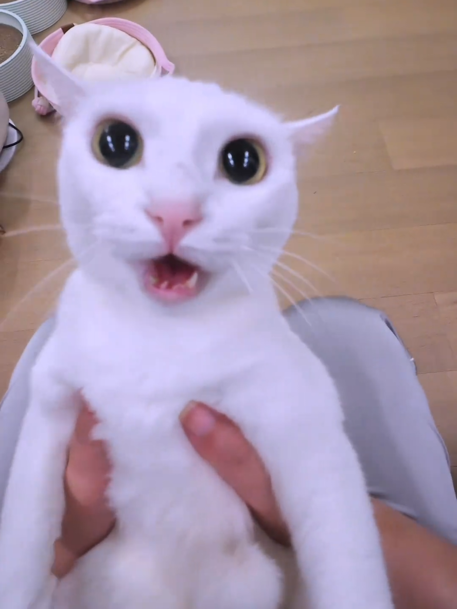 Beibei is angry !  #fyp #fufucat #pets #catlover #catsofttiktok 