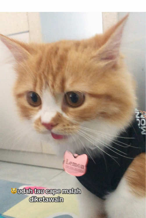 ngakak bgt ya kasian tapi lucuu wkwk😭😭🤣 #mypets #kucinglucu #catlovers #catsoftiktok #fypシ゚viral 