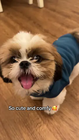 I’m ready for fall and winter with @KYEESE WEAR. I got a M and it fit me perfect 🤩 #dogsweater #dogclothes #shihtzu #chestershihtzzu 