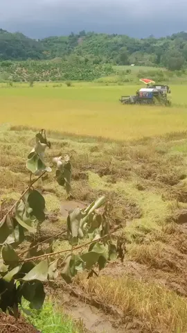 bắt đầu mùa gặp lúa rồi .. anh em chuẩn bị xe chơ lúa chưa🌦️🌦️