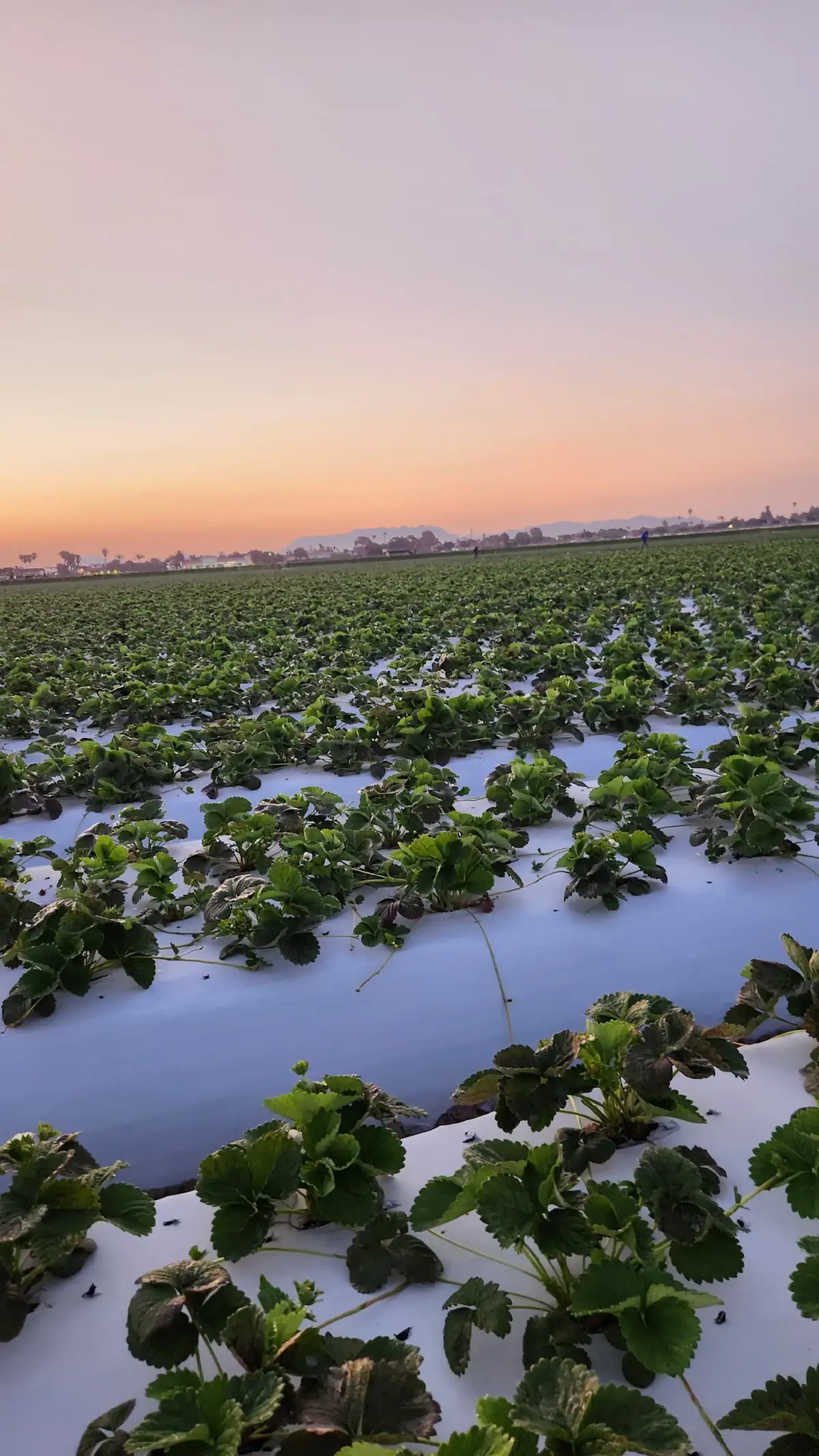 que bonito amanecer #fresas #paratiiii #oxnard #california 