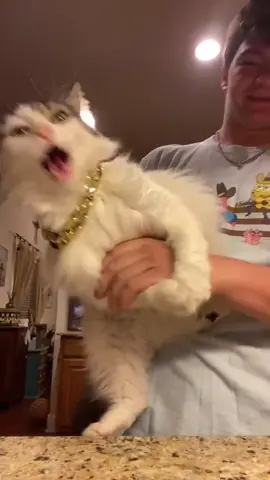 Throwback Friday to the king! #sirpounce #fyp #repost #chicago #catsoftiktok