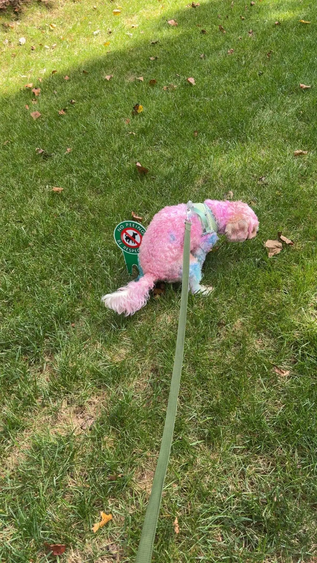 Was thinkin bout my sisters feral ass ratdog this mornin