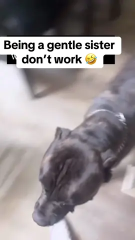 “ gotta be gentle with these babies “ madea voice lmaoooo #funny #jokes #canecorso #creedthemenace 🖤