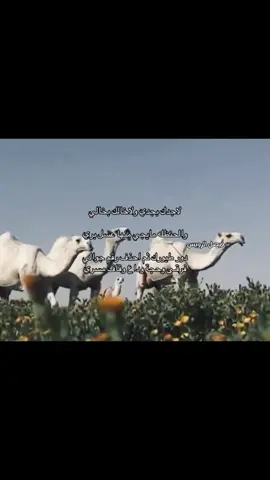 فرقىىىىىى وحجة وداع وقاف مسري #العتيبي        #fyp          #511                 #هوجاس                #قصيد 
