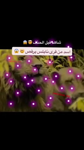 وااو يرقص على مجوز🙀🙀#فلسطين #حمله_الاف_الذهبي_للشعب_النابلسي #نابلس #قريه #البلدة_القديمة 