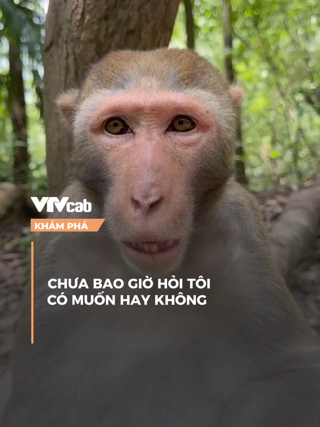 Chưa bao giờ hỏi tôi có muốn hay không  #vtvcab ##khampha #vtvcabkhampha #online #nvh