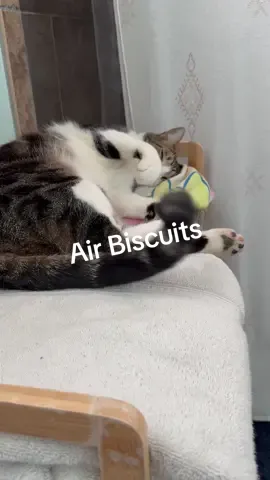 #biscuits #cats #funny #cute Milo makes lots of air biscuits!!!