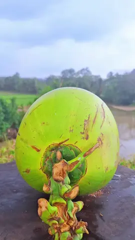kelapa ijo seger #asmr #satisfying 