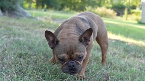 Our best girls 🥰 #frenchbulldog #longhaireddachshund #dogsoftikok #dogsarethebest #spendingtimeoutside 