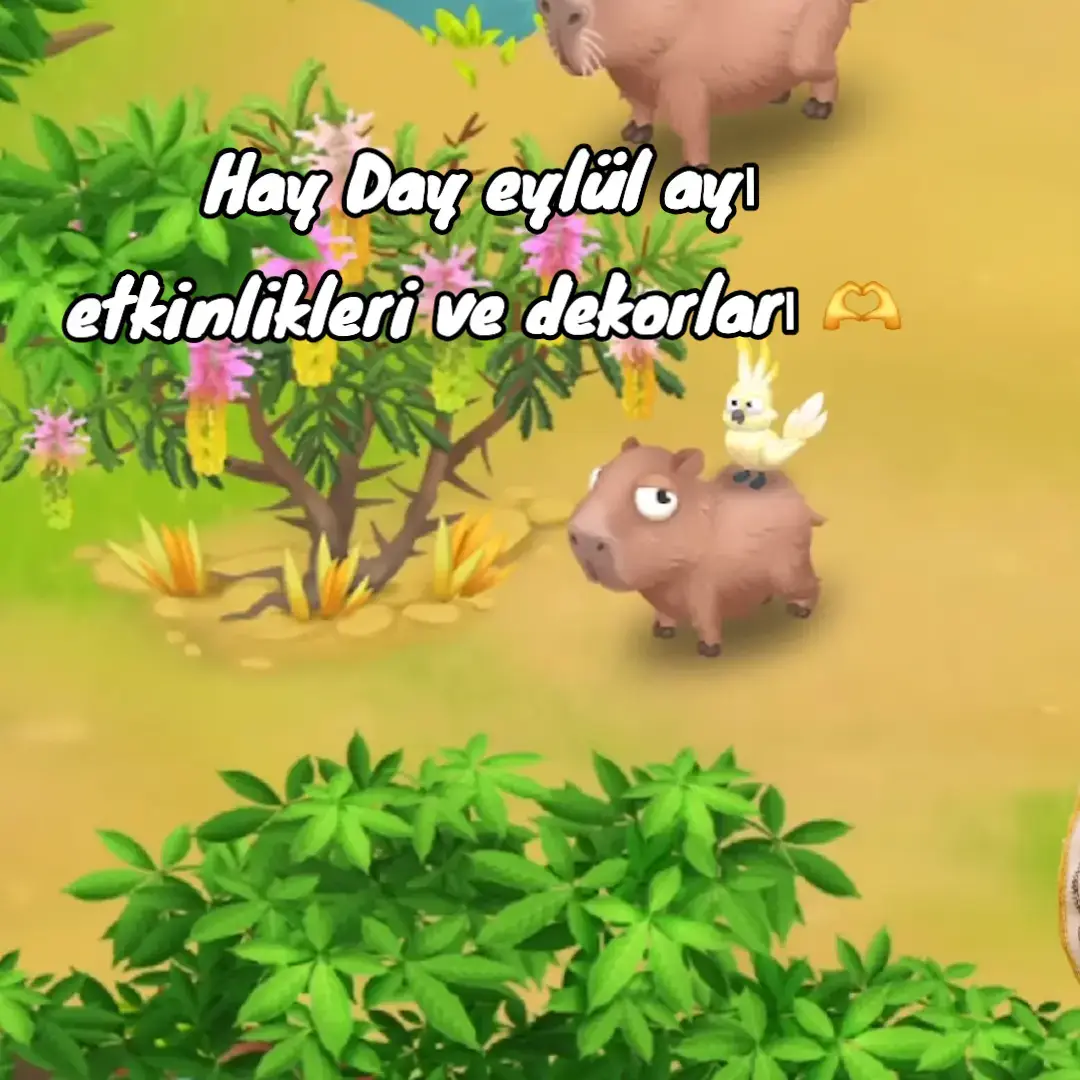 #hayday #haydaytiktok #haydayfarm #haydaymedia #haydaytürkiye 