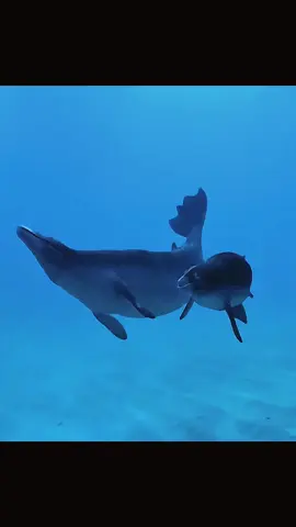 The ruler of the oceans 40 million years ago #animals #usa🇺🇸 #prehistoric #ancient 