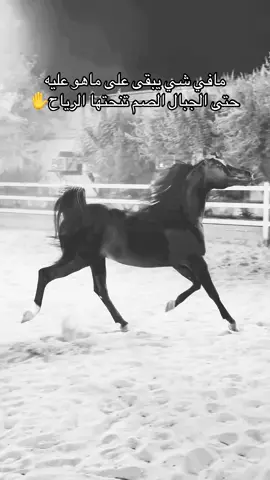 #خيل_وخياله🐎 #fyp #viral #viral #اقتباسات 