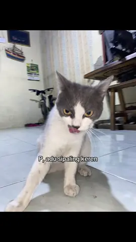 Si kumis sebelah😼😹 #kucing #kucinglucu #fyp #foryoupage #trending 
