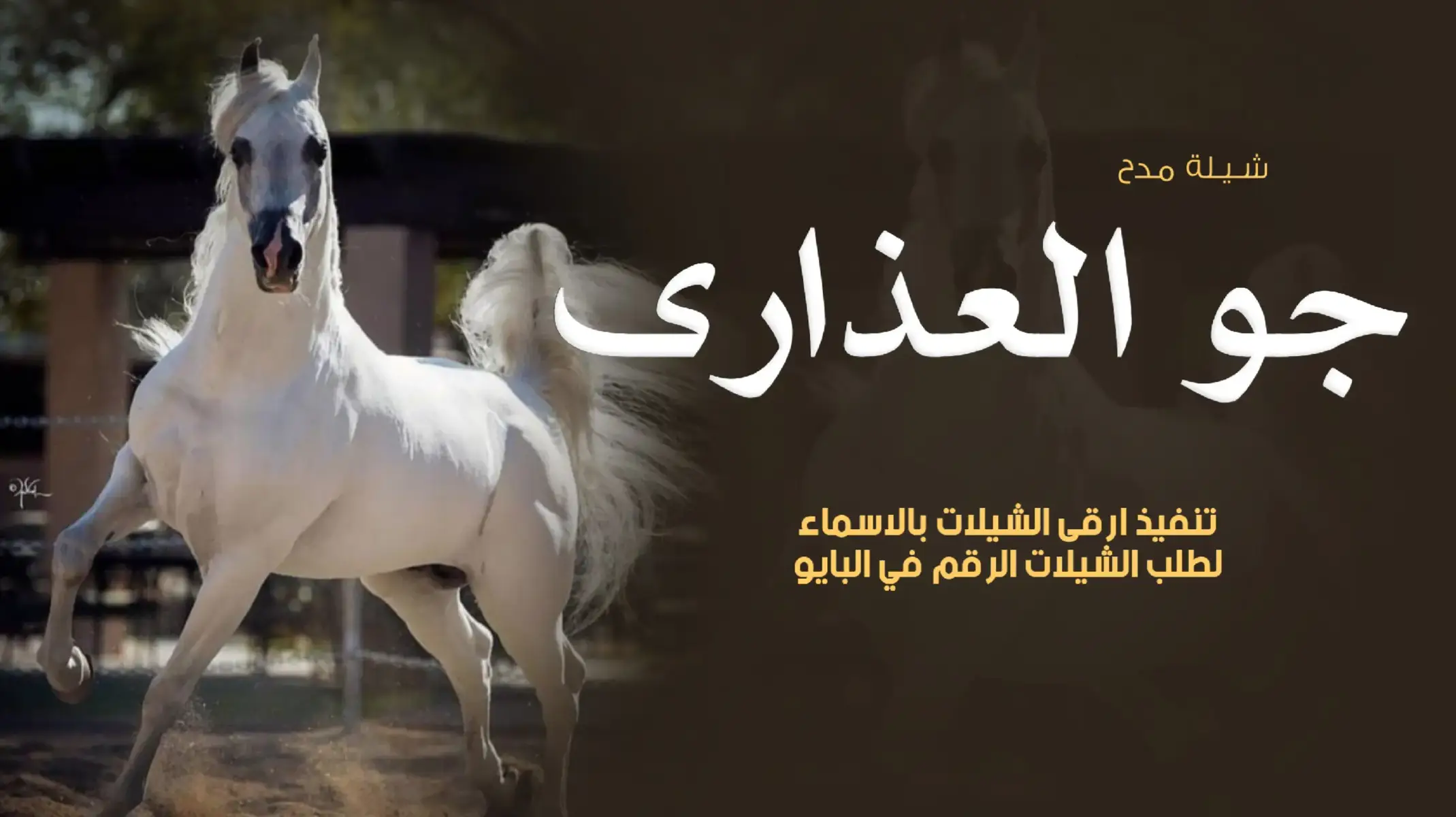 #شيلات_مدح_عامه #شيلات_مناسبات_عامه #شيلات_زواجات_عامه #شيلات_ترحيب_عامه #للطلب_الشيلات_بالاسمــــــــــــــاء 