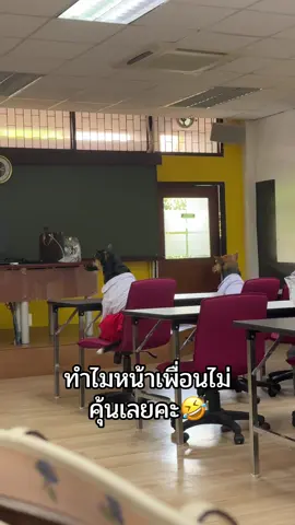 วันๆกุต้องเจออะไรบ้าง ไม่มีใครทราบ466335545555555 @เทย กะ ทะ #หมา 