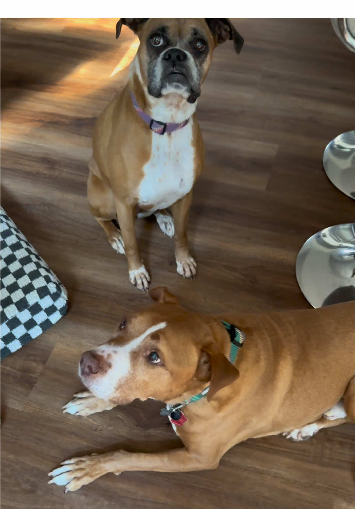 My dogs are obsessed with these probiotics and its so good for them #weallin #doghealth #petcare #doglover #tiktokshoplabordaysale 