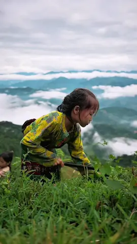 Cỏ ở trên tầng mây  #xeomban  #hagiang  #aifoto 