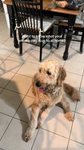 Want to know what your sneaky dog is up to at home? With the @Wyze Cam you’ll never miss a moment. This camera will give you instant alerts, a 360° view, rotate and zoom all within the app.