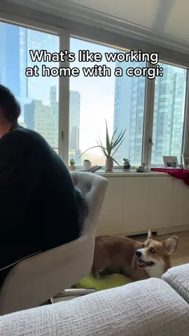It’s the silence for me #dogsoftiktok #corgisoftiktok #corgis 