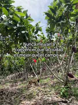 Amo el campo 🌳🏠#estado #fyp #paratii #ecuador🇪🇨 #amazonia_ecuador 