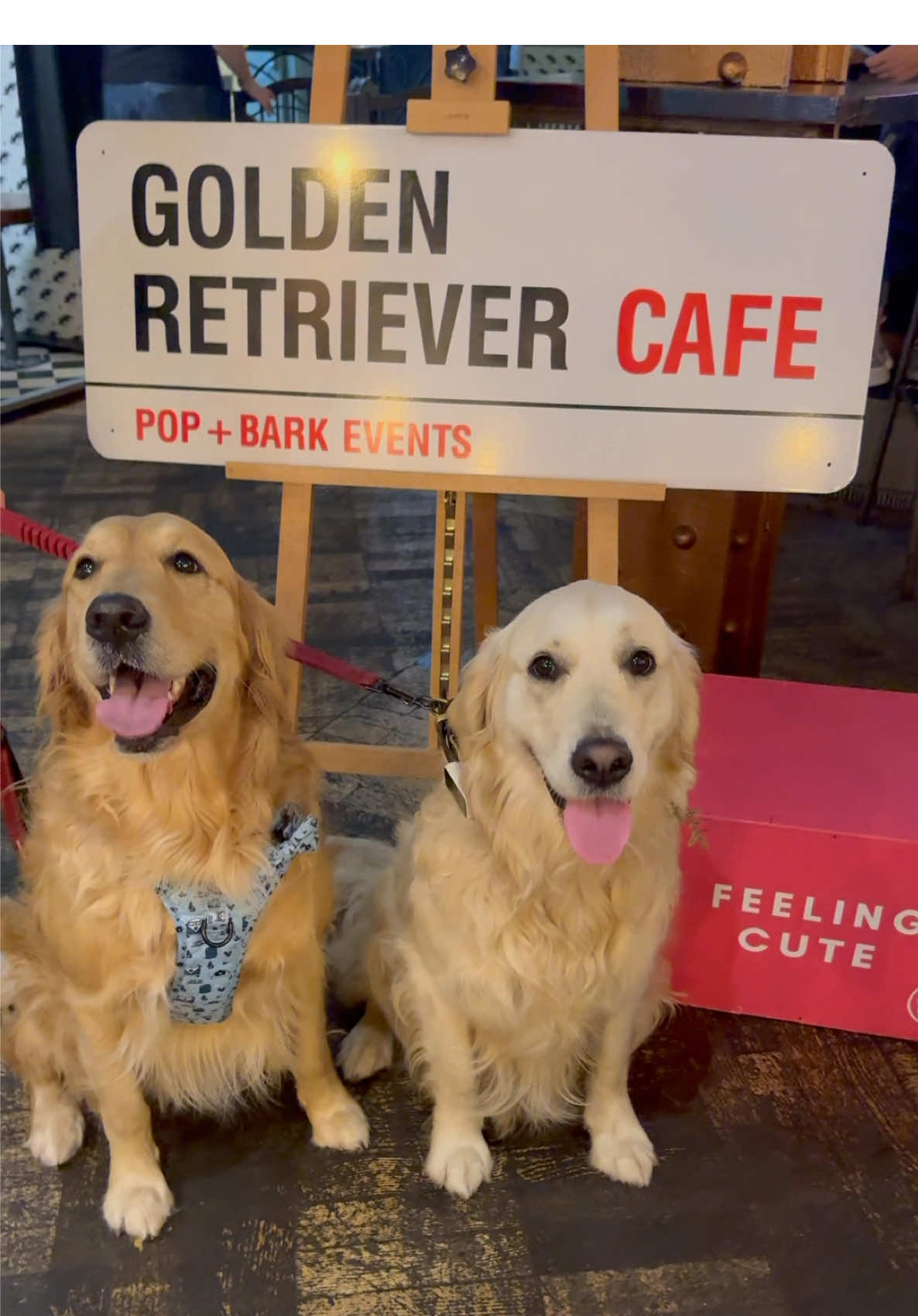 Golden Retriever Cafe - Manchester 🐾 #goldenretrievers #goldenretrieversoftiktok #goldenretrieverlife #dogfamily #fyp 