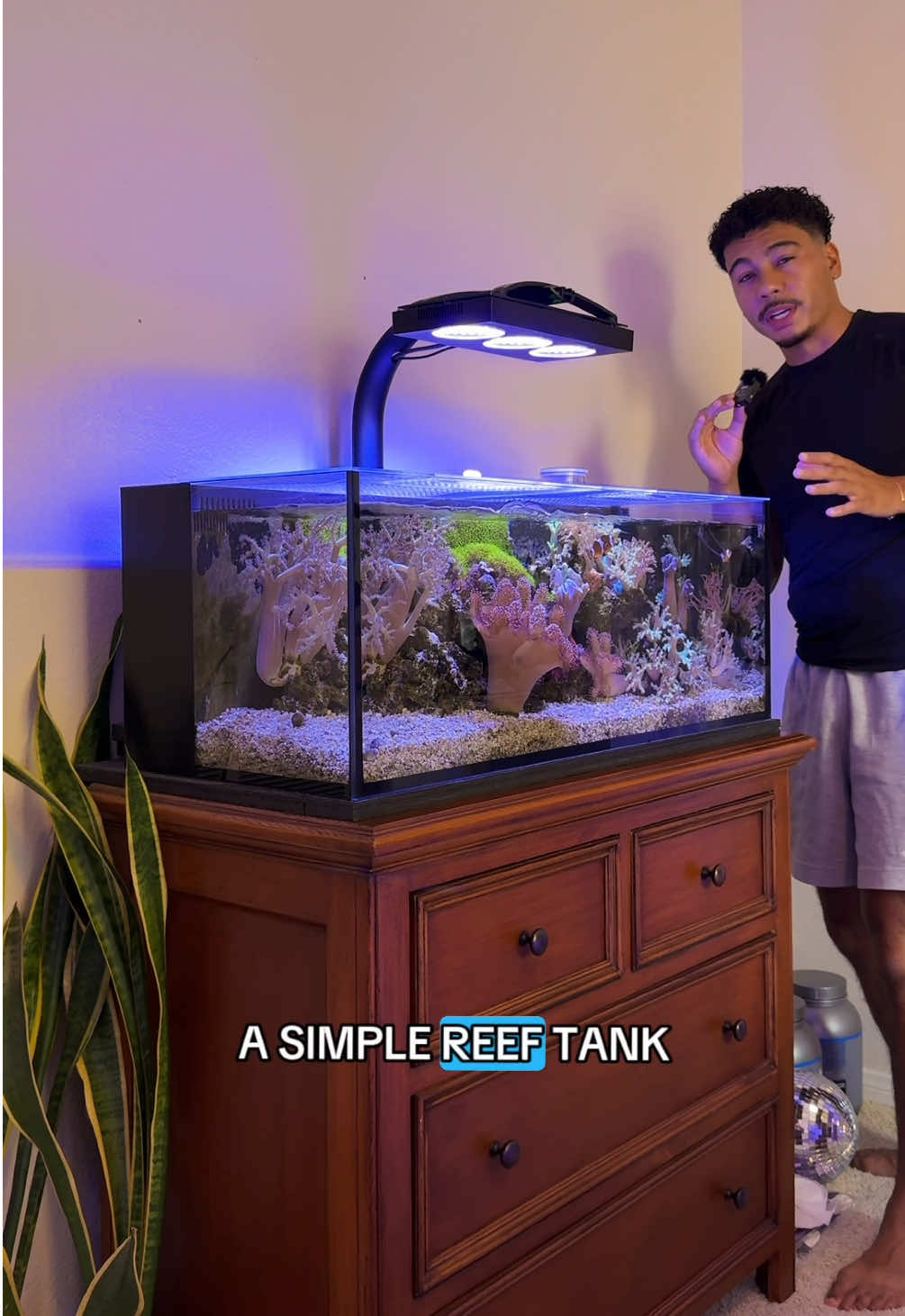 Simple reef tank setup! #fyp #aquarium #reeftank 
