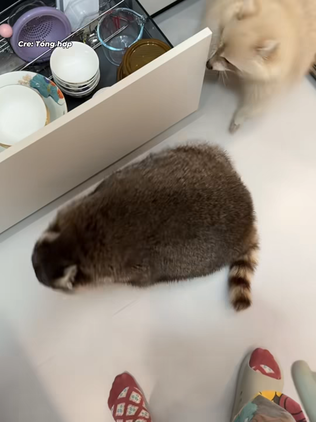 +1 cách tiêu tiền hiệu quả: nuôi chồn làm thú cưng #viral #funny #fyp #xuhuong #pets #funnyvideo #animals