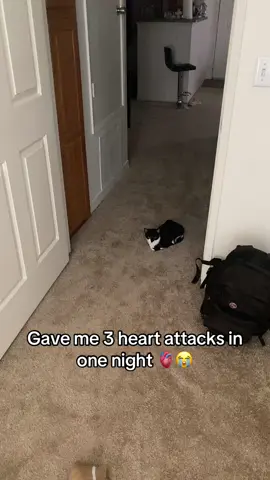 Had me ready to air this place out #catsoftiktok #fypシ #PetsOfTikTok 