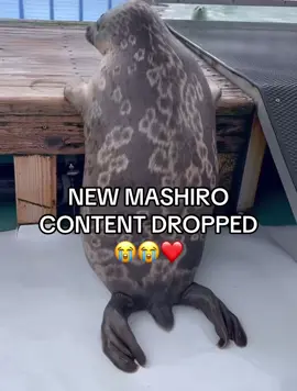 AHHH MY BABYYY #fyp #xzyabc #sealsoftiktok #seal 