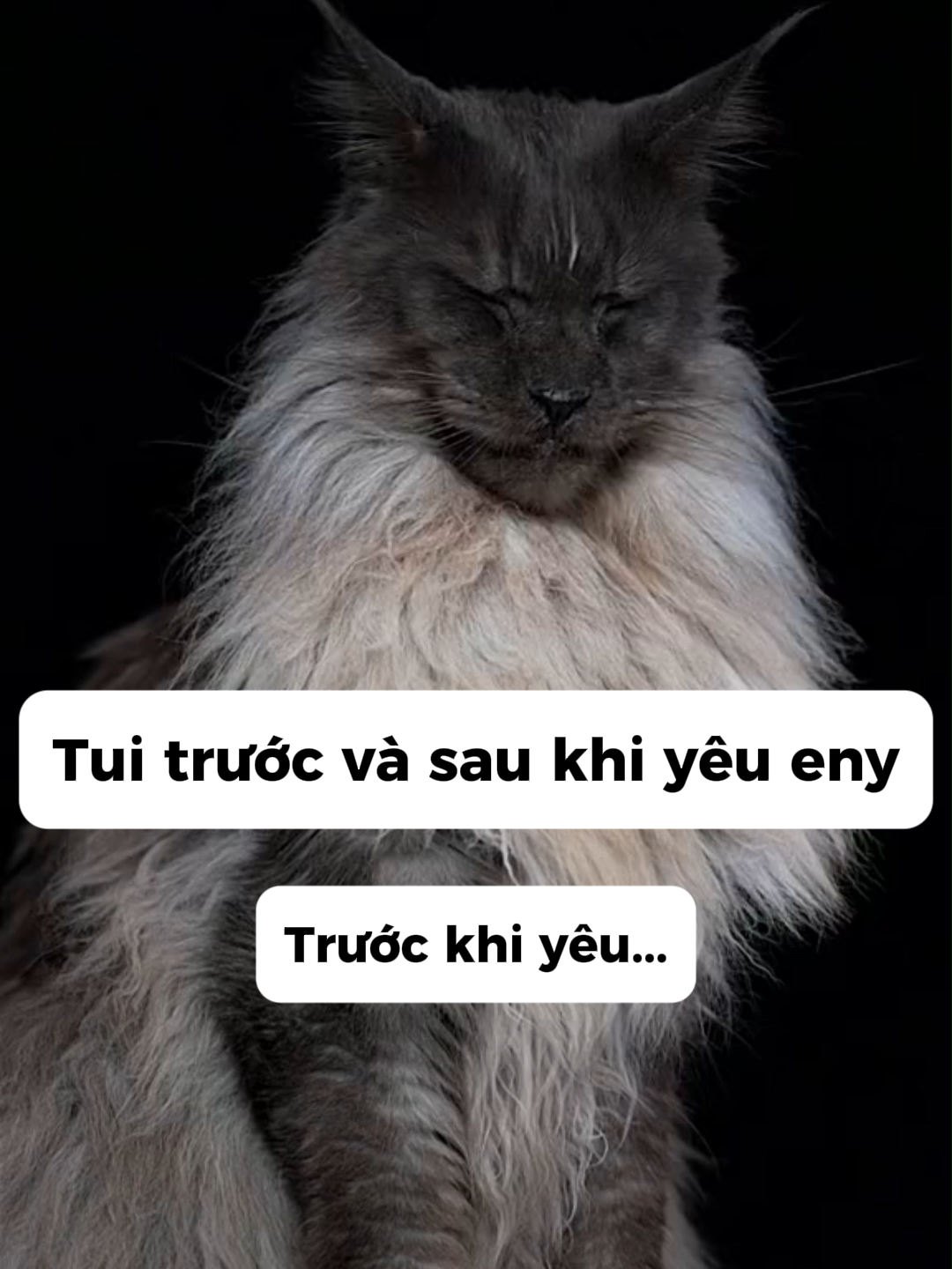 Còn đâu 1 thời😫😫#doisong #capdoi #meme #meo #haihuoc