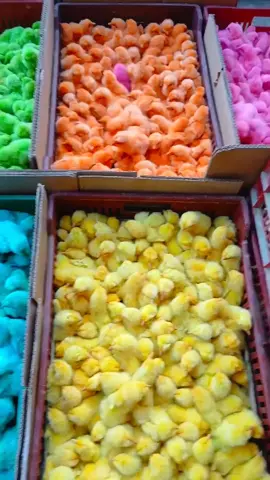 cute Colorful Chicks  #Colorful_Chicks #chicks  #cute_animals #colors_chicks #chicks_Colorful 