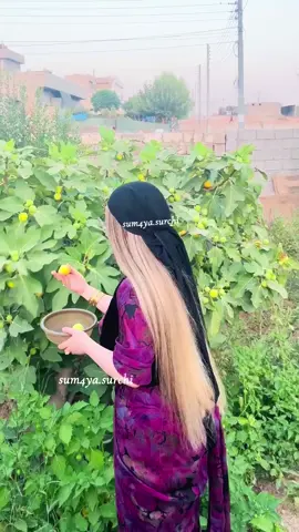 Beriye 😍#viraltiktok #fypage #foryoupage❤️❤️ #surchi #beri 