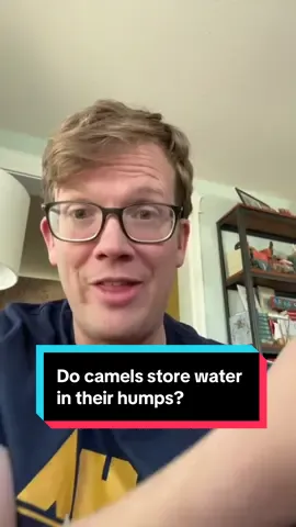 Camels DO store water in their humps!!