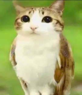 #meowl #cat #owl #meow #dontmove 